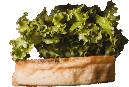 burger lettuce